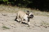 BOULEDOGUE FRANCAIS 159
